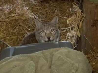 Two more lynx abandoned in Cairngorms caught – two days after earlier pair captured