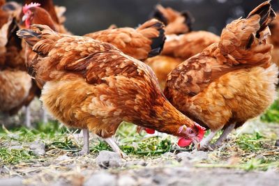 Scotland’s chief vet officer confirms bird flu outbreak in Angus