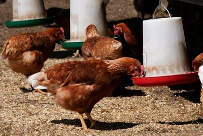 Bird flu in Scotland: Protection zone around Angus after outbreak