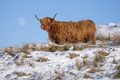 UK records coldest January night in 15 years as temperatures plummet to -18.7C