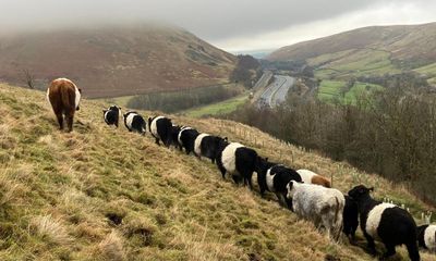 Country diary: A winter holiday for the cows