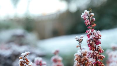 How to revive frost-damaged plants – expert advice to bring your garden back to life after a cold snap