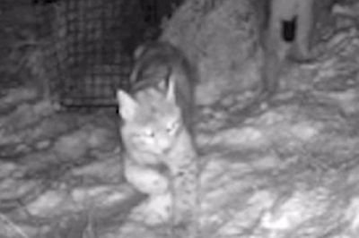 Warning of ‘rogue rewilding’ dangers after second pair of lynx captured