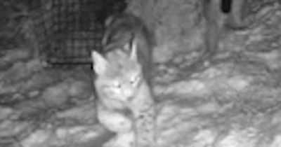 Experts believe 'rogue rewilders’ responsible for illegal lynx release