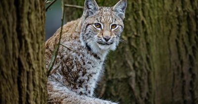 Lynx illegally released in Highlands dies after being recaptured