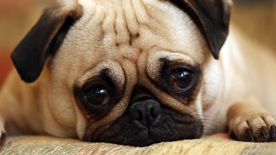 Expert trainer shares her thoughts on the puppy blues