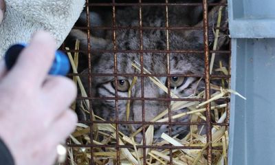 One of four lynx captured in Scottish Highlands dies