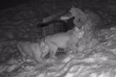 Lynx released illegally into Highlands has died overnight, keepers say