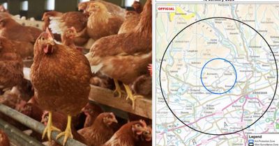 Protection zone established in Scottish town amid bird flu outbreak