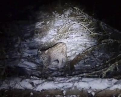 Illegal Release Of Lynx In Scottish Highlands Raises Concerns