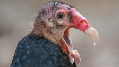 Turkey vulture: The bird that vomits acid up to 10 feet and poops antiseptic onto its legs