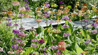 How to create a maximalist border in 2025 – for an uplifting, dramatic and inspiring garden