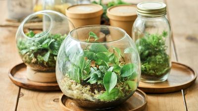 Closed vs open terrariums – a plant nursery expert explains which is best for your home