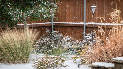 How to wrap potted plants for winter – and keep them warm in frost and snow