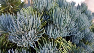 How to grow blue finger succulent – expert tips for growing this structural succulent both indoors and in the yard