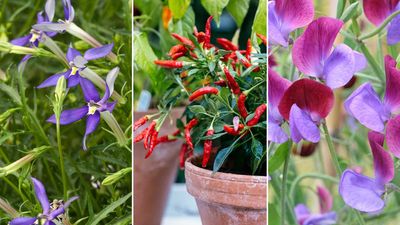 Seeds to sow in January: 8 fabulous flowers and veggies to start now