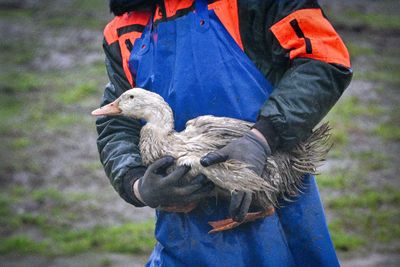 Is climate change making bird flu worse?