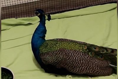 Injured animals take cover at LA animal rescue in heartbreaking video