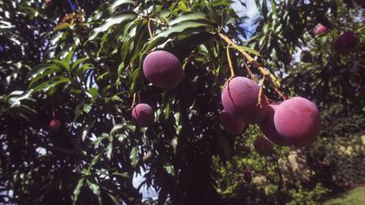 How and when to prune a mango tree to keep it healthy and productive