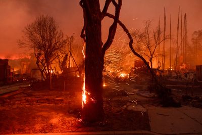Los Angeles tree advocates wait and hope that fire damage won't be too severe