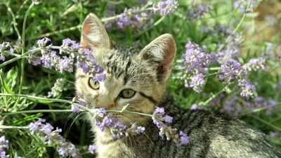 7 cat-repellent plants – expert placement tips to repel unwanted felines