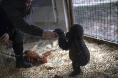 Rescued Baby Gorilla Recovering In Istanbul Zoo