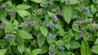 How to grow lungwort – for an attractive and low-maintenance ground cover plant ideal for shady spots