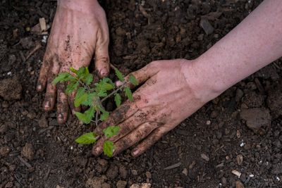 From tomatoes to broad beans – the seeds to sow in January and February