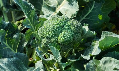 UK faces broccoli and cauliflower shortage this spring