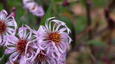 How to grow climbing asters – for a native vining plant with lilac daisy blooms