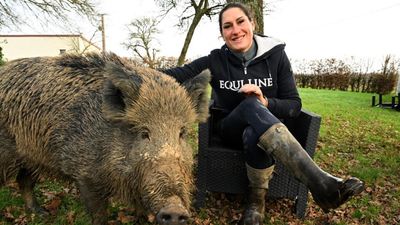 French court to rule on fate of adopted wild boar 'Rillette'