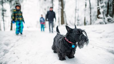 Survive the cold winter weather with your dog thanks to this surprisingly tip from a trainer