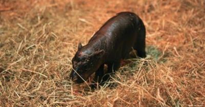 Edinburgh Zoo gives an 'ode to Haggis the hippo' ahead of Burns night