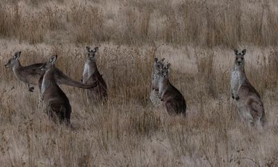 Calls to halt kangaroo culling in Victoria’s Grampians after bushfires