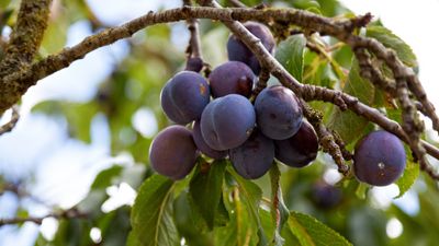 How to get a damson tree to fruit – 3 expert tips for growing this tart, purple crop