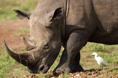 Zebra killed after being impaled by rhino at UK zoo