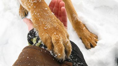 How to protect dog paws from the cold in winter