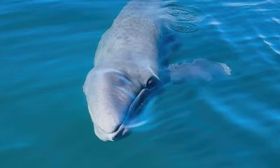 ‘Heartbreak in San Diego’ as baby whale found with no mom; video