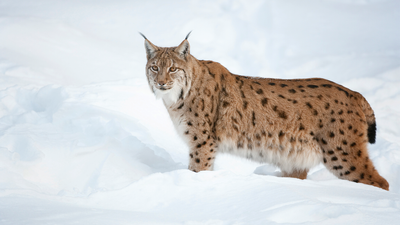 Lynx illegally released in the Scottish highlands dies after capture