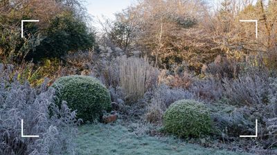 7 winter gardening myths you need to avoid for a healthier plot, warns a garden expert