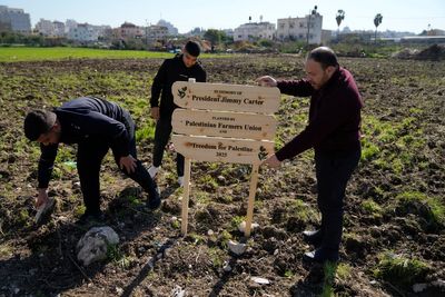 Palestinians dedicate West Bank olive grove to Jimmy Carter