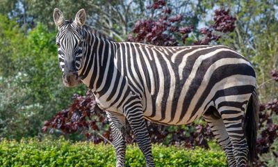 Zebra killed after being impaled by rhino at Colchester zoo