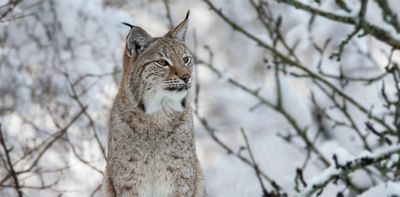 How lynx and wolf reintroductions to Britain could be shaped by preconceptions and psychology