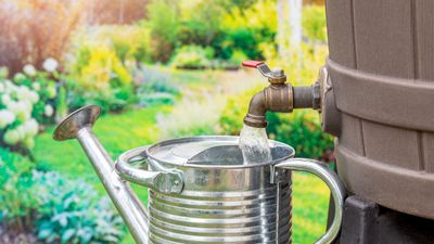 Is it illegal to harvest rainwater? Why collecting water in your yard could be against the law – and how to avoid a fine