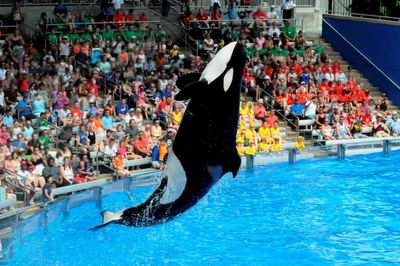 Winter holidaymakers urged to avoid captive whale and dolphin attractions