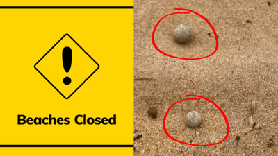 9 Sydney Beaches Have Been Closed After More Mysterious Grey Balls Washed Up On The Sand