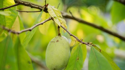 The essential pawpaw tree winter pruning guide – for healthy, shapely fruiting trees this year