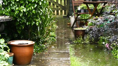 How to protect plants from a storm – 5 key actions to take before bad weather hits to keep them safe