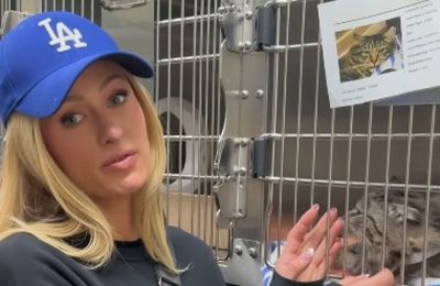 Paris Hilton appeals for information to help reunite a cat with their owner following LA wildfires