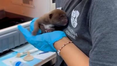 Five-day-old puppy survives building collapse during Pasadena fire evacuation